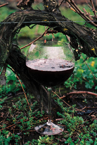 vine-drip2.jpg vine-drip2.jpg